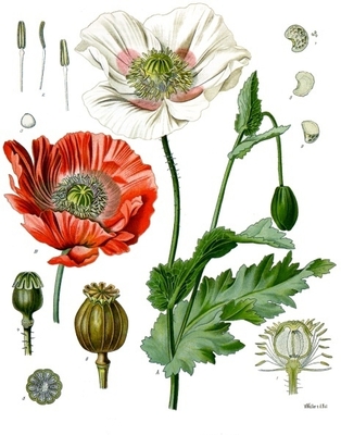 Papaver somniferum