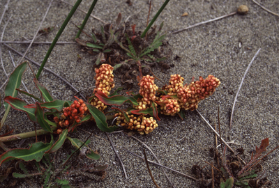 Rumex salicifolius