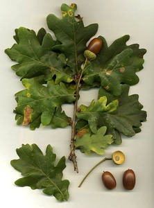 Pedunculate Oak