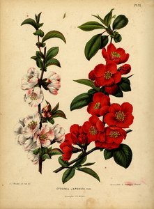 Japanese quince