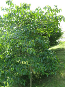 Tung Tree