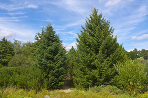 Grecian Fir