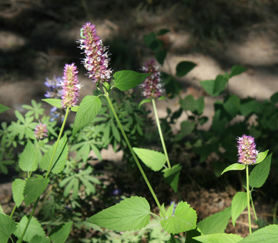 Agastache urticifolia