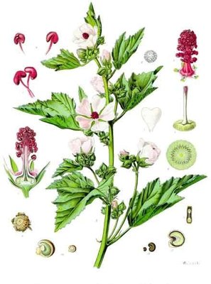 Althaea officinalis