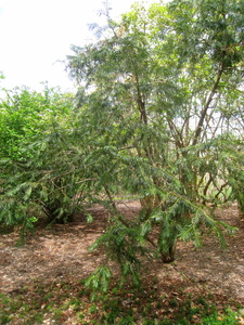 Chinese Plum Yew