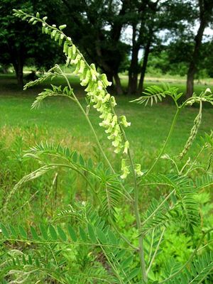 Sophora flavescens