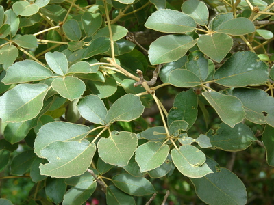 Handroanthus serratifolius