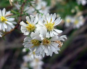 Heath Aster