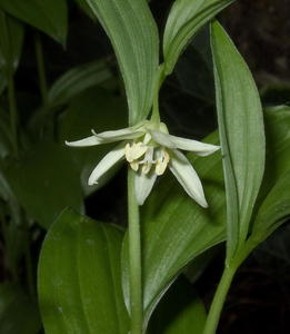 Disporum viridescens