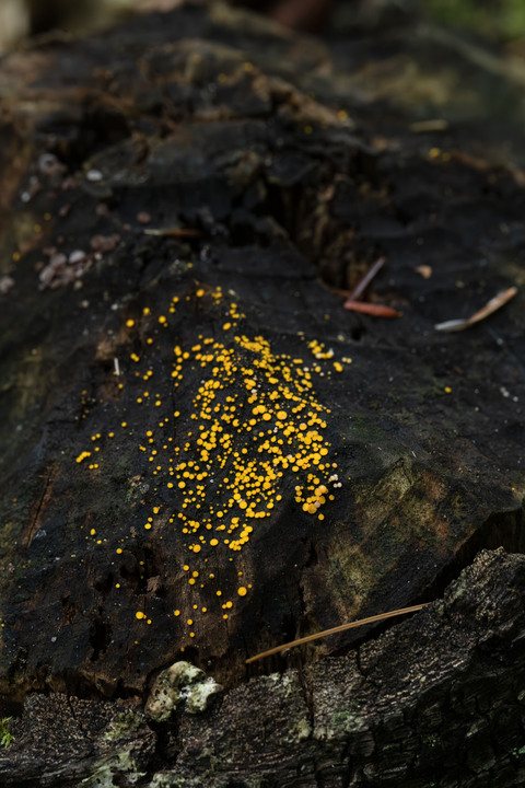 Pleasant observations from a good hike in the White Mountains, New Hampshire, USA:

+ Calligrapher fly (toxomerus)
+ Digging bees (anthophorini)
+ Jack in the pulpit (arisaema triphyllum)
+ Coral tooth fungus 
+ Rock tripe lichen
+ Yellow fairy cups
+ Wolf's milk (lycogala epidendrum)
+ Cucumber root (medeola virginiana)
+ Honey mushrooms
+ Oakmoss
+ Beard lichen
+ Shield lichen
+ Sphagnum moss
+ Waxcaps
+ Bunchberry
+ Marsh St. John's wart
+ White coral fungus
+ Scalycaps(pholiota) 
+ Three-way sedge