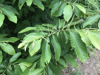 Castanea pumila