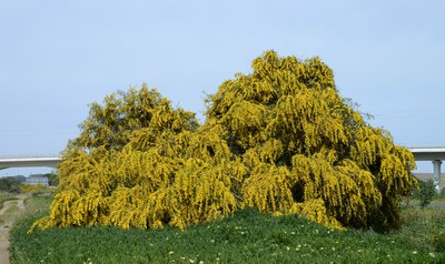 Acacia saligna