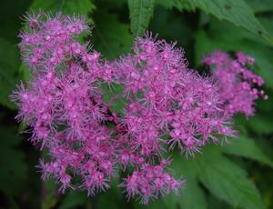 Filipendula multijuga