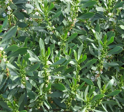 Myoporum insulare