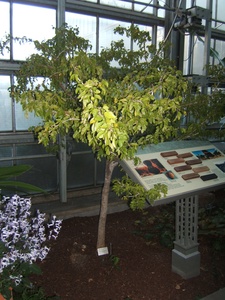 Lignum Vitae