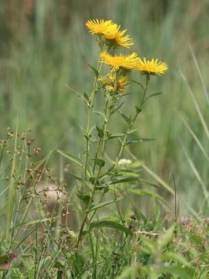 Inula britannica