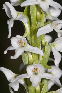 White Bog-Orchid