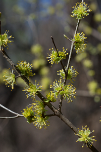 Swamp Privet