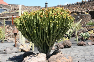 Candelabra Spurge