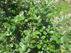 Nepalese Alder