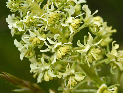 Reseda phyteuma