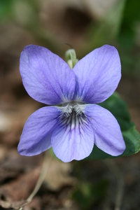 Wood Violet