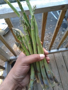 Harvested 15 spears of asparagus