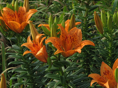 Lilium maculatum