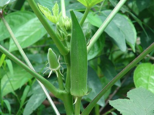 Abelmoschus esculentus