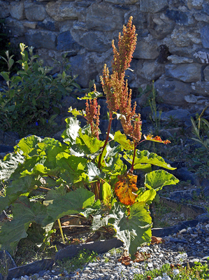 Rumex alpinus