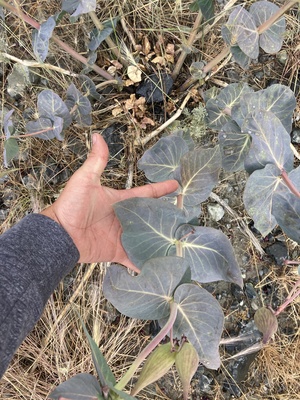 Cordifolia with hand for scale near Reno Nevada