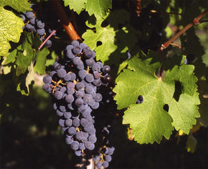 Common Grape Vine