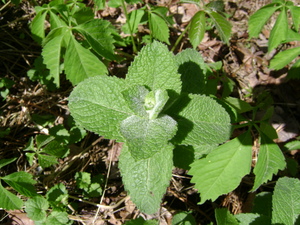 Round-Leaved Mint