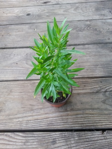 Heimia salicifolia - Sun Opener - live plant