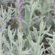 English Lavender (Organic, Heirloom) Seeds