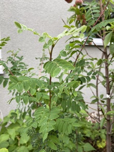 Siberian pea shrub