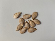 Squash seeds "Musquée de Provence" (Cucurbita moschata)