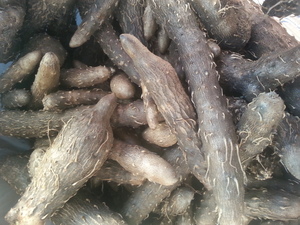 Dioscorea alata bulbils - true African yam