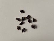 Tree Chili Seeds "Rocoto Red" (Capsicum pubescens)