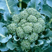 Broccoli De Cicco Organic Seeds