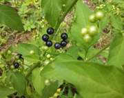 Garden Huckleberry - Solanum nigrum - 100 seeds