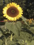 Sunflower Organic Jerusalem Gold Hybrid Seeds