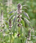 Motherwort Seeds (medicinal)