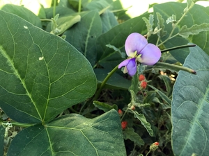 Cowpea "Bisbee Red"