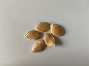 Squash seeds 'Hokkaido' (Cucurbita maxima)