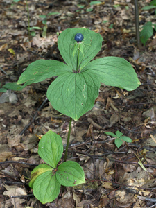 Herb Paris