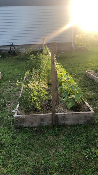 Everything is growing well! Looking forward to identifying the cucumbers to see which are the most prolific. Really hoping some of the white cucumbers show up.