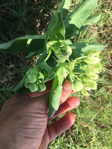 Green antelope horn milkweed