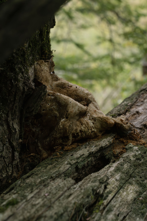 Pleasant observations from a good hike in the White Mountains, New Hampshire, USA:

+ Calligrapher fly (toxomerus)
+ Digging bees (anthophorini)
+ Jack in the pulpit (arisaema triphyllum)
+ Coral tooth fungus 
+ Rock tripe lichen
+ Yellow fairy cups
+ Wolf's milk (lycogala epidendrum)
+ Cucumber root (medeola virginiana)
+ Honey mushrooms
+ Oakmoss
+ Beard lichen
+ Shield lichen
+ Sphagnum moss
+ Waxcaps
+ Bunchberry
+ Marsh St. John's wart
+ White coral fungus
+ Scalycaps(pholiota) 
+ Three-way sedge