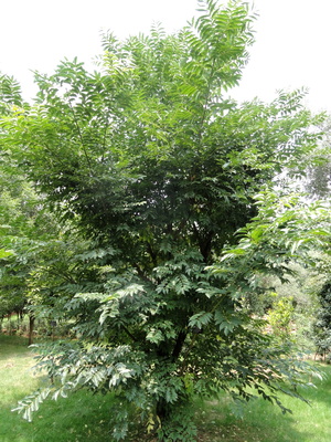 Phellodendron chinense